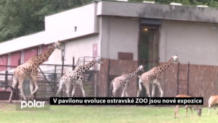 V pavilonu evoluce ostravské ZOO jsou nové expozice