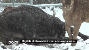 Majitelé skotu nechali trpět nemocnou krávu