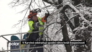 V Karviné odstraňují spodní větve kvůli bezpečnosti