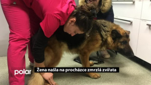 Žena našla na procházce umrzlá zvířata