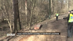 Kvůli divočákovi uzavřeli v Havířově lesopark