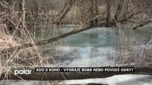 Kdo s koho: vyhraje bobr nebo Povodí Odry?