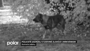 Policisté zadrželi v Karviné zloděje s mrkvánkem