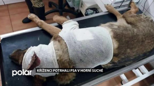 Kříženci potrhali psa v Horní Suché