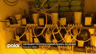 Vietnamští pěstitelé konopí půjdou do vězení