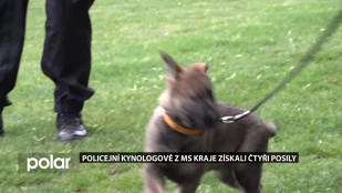 Policejní kynologové z MS kraje získali čtyři posily