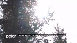 ​Jaro v arboretu: magnolie, pěnišníky nebo zlatice