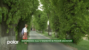 EKO MAGAZÍN: Historickou alej v Radkově se podaří zachovat