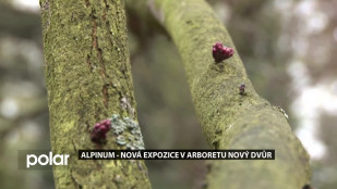 Alpinum – nová expozice v arboretu Nový Dvůr