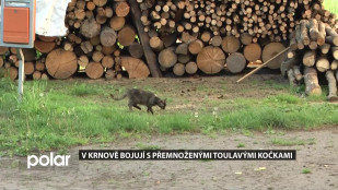 V Krnově bojují s přemnoženými toulavými kočkami