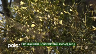 EKO MAGAZÍN: MS kraj hledá účinné metody likvidace jmelí