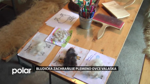 Bludička zachraňuje plemeno ovce valaška