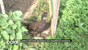 Umělý odchov bažantů se v Havířově osvědčil