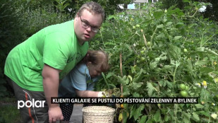 Klienti karvinské Galaxie pěstují zeleninu a bylinky