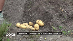 Zahradník z Ostravy-Kunčic vypěstoval obří dýně