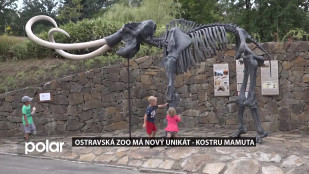 Ostravská ZOO má nový unikát - kostru mamuta