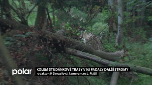 Kolem Studánkové trasy v Novém Jičíně padaly další stromy