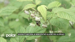 Bodnutí hmyzem je nebezpečné hlavně pro alergiky