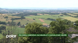 EKO MAGAZÍN: Páchníka hnědého zachraňují v hukvaldské oboře