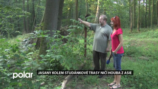 Jasany kolem Studánkové trasy ničí houba z Asie