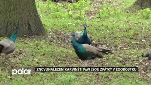 Znovunalezení karvinští pávi jsou zpátky v zookouotku