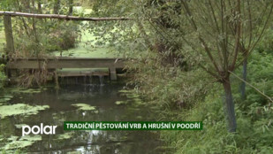 EKO MAGAZÍN: Tradiční pěstování vrb a hrušní v Poodří