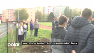 Nový Strom svobody roste u Komenského školy