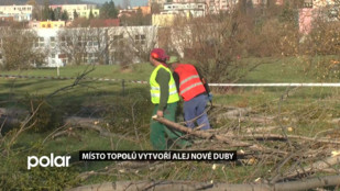 Místo topolů vytvoří alej nové duby