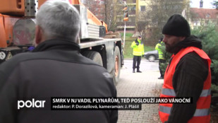 Smrk v Novém Jičíně vadil plynařům, teď poslouží jako vánoční