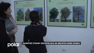 Památné stromy Bruntálska na bruntálském zámku