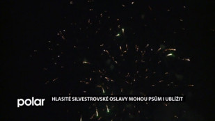 Pozor! Hlasité silvestrovské oslavy mohou psům i ublížit