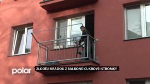 Zloději kradou z balkonů cukroví i stromky