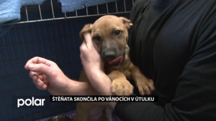 Štěňata skončila po vánocích v útulku