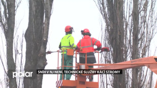 Sníh v Novém Jičíně téměř není, technické služby kácí stromy