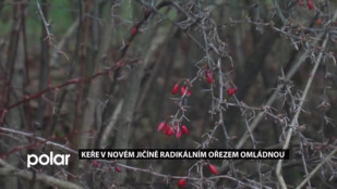 Keře v Novém Jičíně radikálním ořezem omládnou