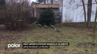 Pávy můžete potkat kdekoliv ve městě