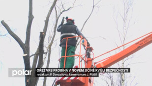 Ořez vrb probíhá v Novém Jičíně kvůli bezpečnosti