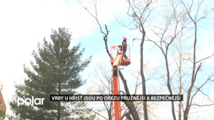 Vrby u hřišť jsou po ořezu pružnější a bezpečnější