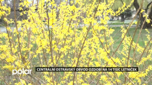 Centrální ostravský obvod ozdobí na 14 tisíc letniček