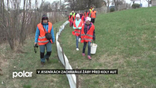 V Jeseníkách zachraňují žáby před koly aut