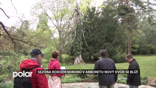 Sezóna rododendronů v Arboretum Nový Dvůr se blíží