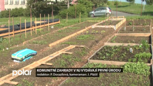 Komunitní zahrady v Novém Jičíně  vydávají první úrodu