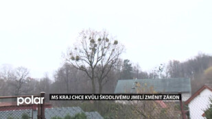 MS kraj chce kvůli škodlivému jmelí změnit zákon