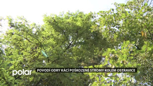 Prioritou je bezpečnost lidí. Povodí Odry pokácí 19 poškozených stromů kolem Ostravice