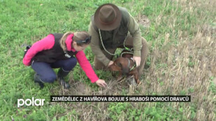 Konec trápení zemědělců v Havířově. Hraboše zlikvidují draví ptáci