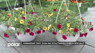 Ve Frýdku-Místku běží Farmářské trhy. Tentokrát lákají na nabídku rybích specialit