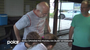 Kvůli čipování psů pozvali do Žiliny veterináře. Znační psů je od nového roku povinné