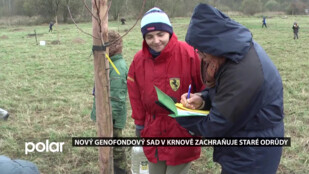 Nadšenci zachraňují původní jabloně a hrušně. Ovoce ponesou všem