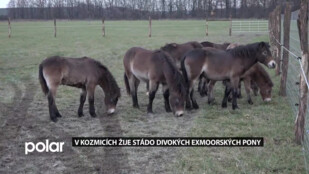 Pastvinami u Kozmic se prohání stádo divokých koní. Lidé je nesmí krmit ani hladit