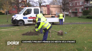 Frýdek-Místek chce více stromů. Podpoří výsadbu i na soukromých zahradách